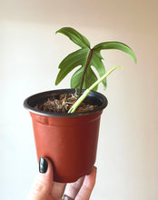 Load image into Gallery viewer, Philodendron Florida Ghost semi rooted cutting live plant
