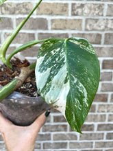 Load image into Gallery viewer, Large Variegated Monstera albo live plant
