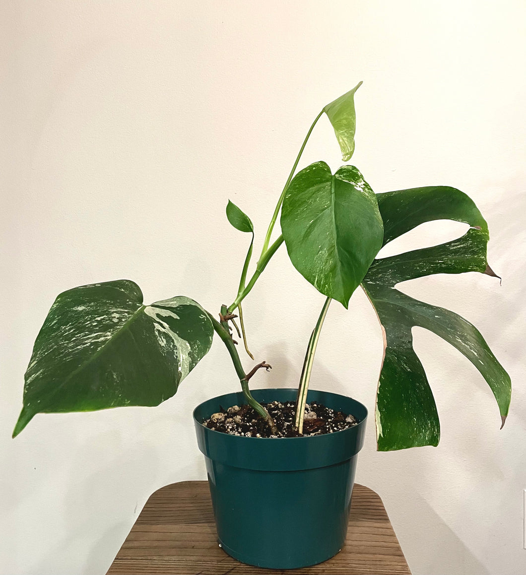 Large Variegated Monstera albo live plant