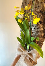 Load image into Gallery viewer, Yellow oncidium orchid hanging mount live plant
