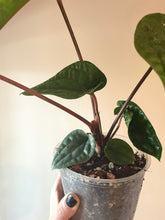 Load image into Gallery viewer, Large 4 inch Anthurium Radicans x Luxurians live plant
