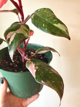 Load image into Gallery viewer, 6 inch Philodendron Pink Princess (PPP) &quot;A&quot;  live plant
