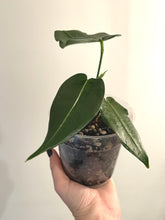 Load image into Gallery viewer, Anthurium Timplowmanii live plant
