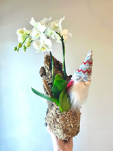 Load image into Gallery viewer, Holiday gnome Phalaenopsis orchid hanging mount live plant
