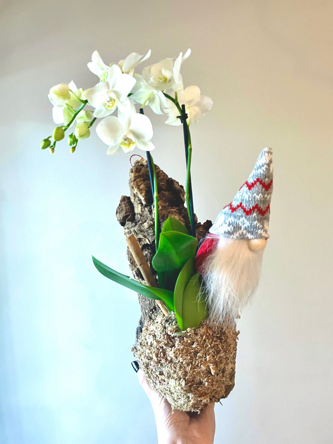 Holiday gnome Phalaenopsis orchid hanging mount live plant