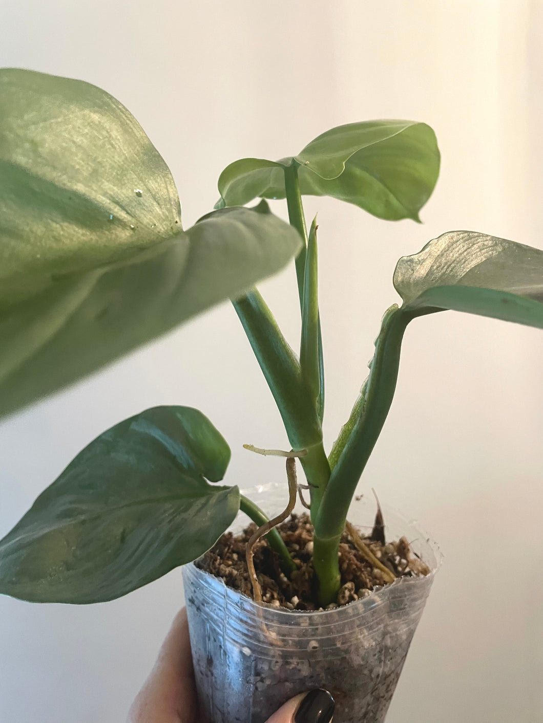 Mature Philodendron Hastatum (Silver Sword) live plant