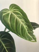 Load image into Gallery viewer, Anthurium Villenaorum live plant
