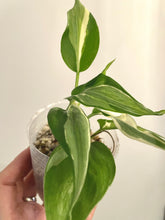 Load image into Gallery viewer, 3 inch Philodendron Hederaceum &#39;Rio&#39; live plant &#39;B&#39;
