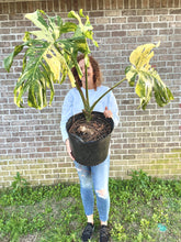 Load image into Gallery viewer, XL Thai constellation monstera live plant “G”
