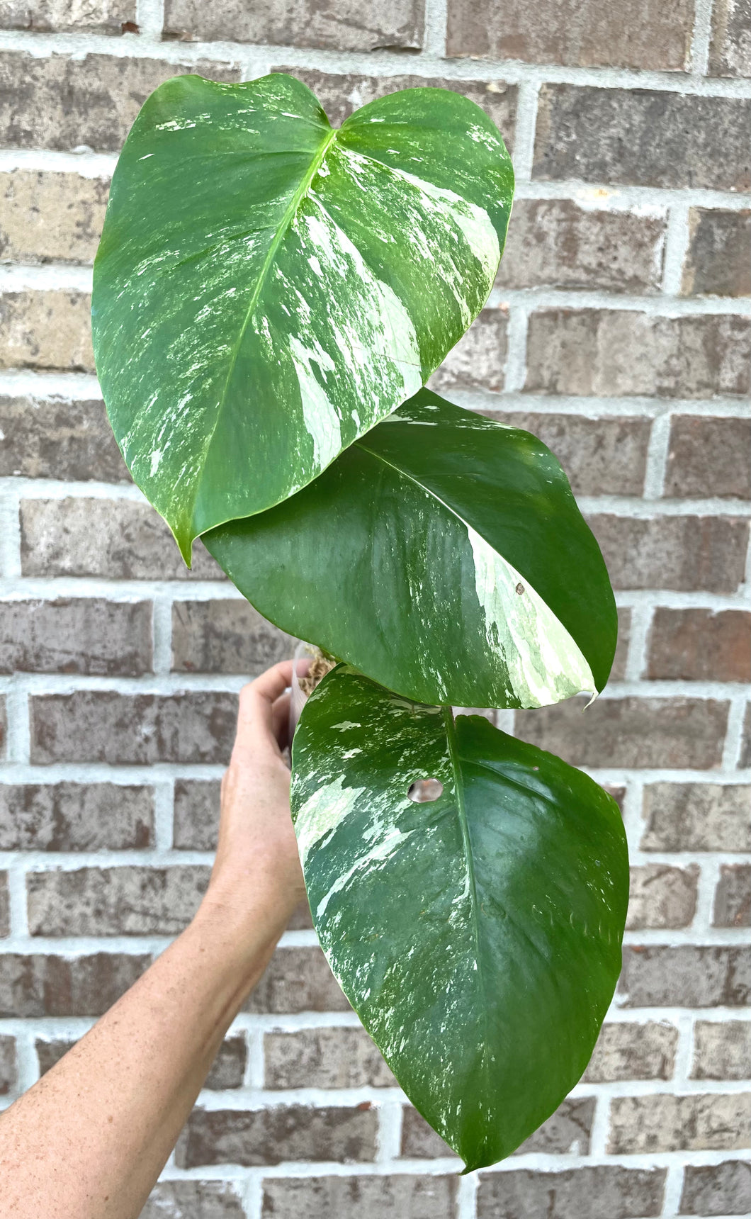 Variegated Monstera albo live plant