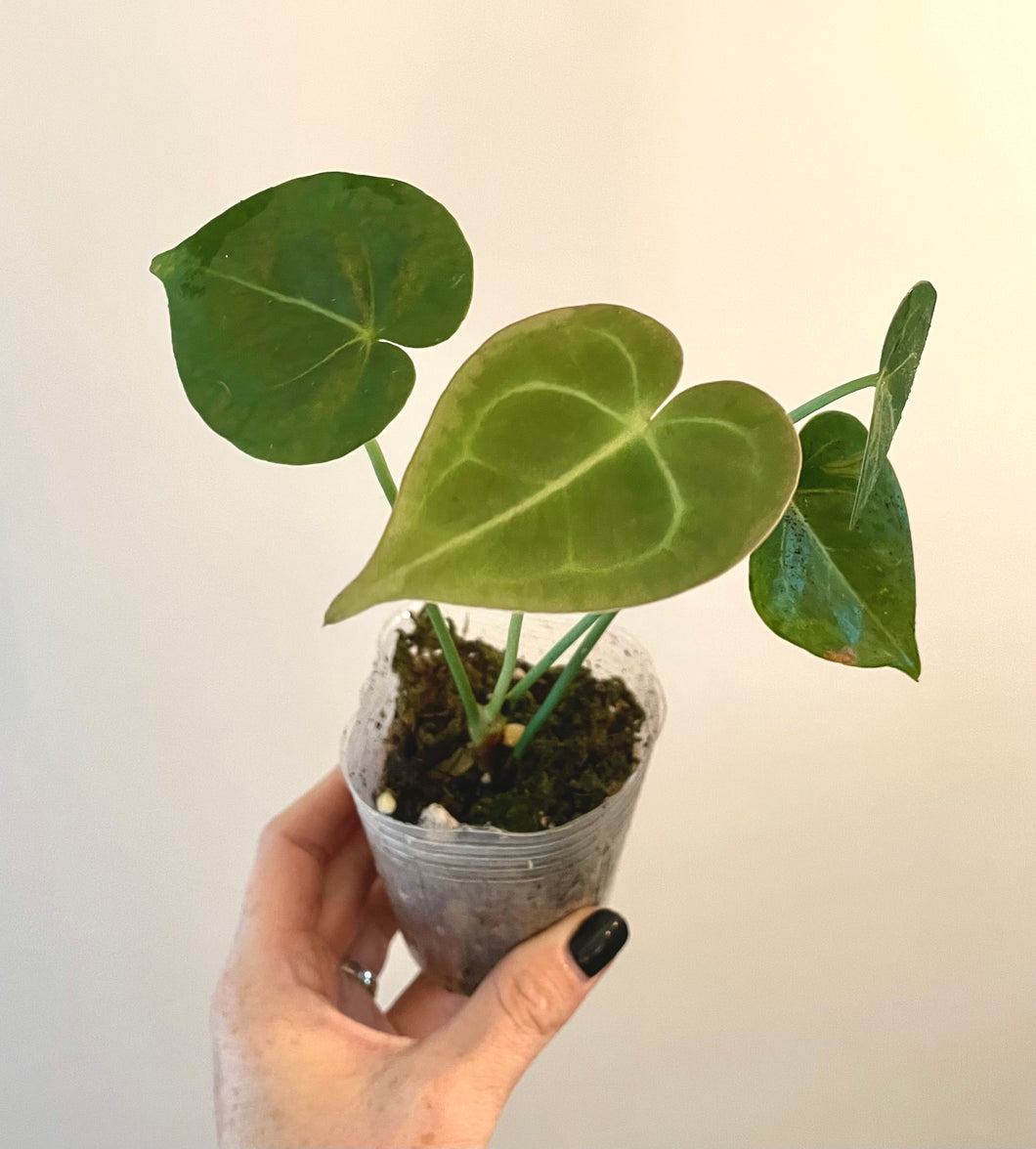 2 inch Mystery anthurium live plant