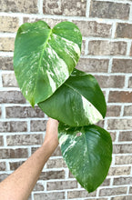 Load image into Gallery viewer, Variegated Monstera albo live plant
