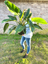 Load image into Gallery viewer, RARE FIND! Variegated Philodendron Hederaceum ‘Moonlight’ Live plant
