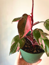 Load image into Gallery viewer, 6 inch Philodendron Pink Princess (PPP) &quot;A&quot;  live plant
