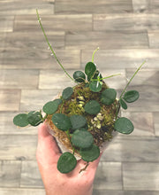 Load image into Gallery viewer, 3  inch Hoya Serpens live plant &quot;A&quot;
