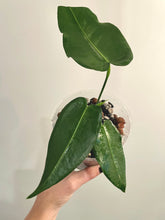 Load image into Gallery viewer, Anthurium Timplowmanii live plant
