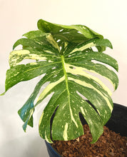 Load image into Gallery viewer, Variegated Monstera thai constellation rooted live plant
