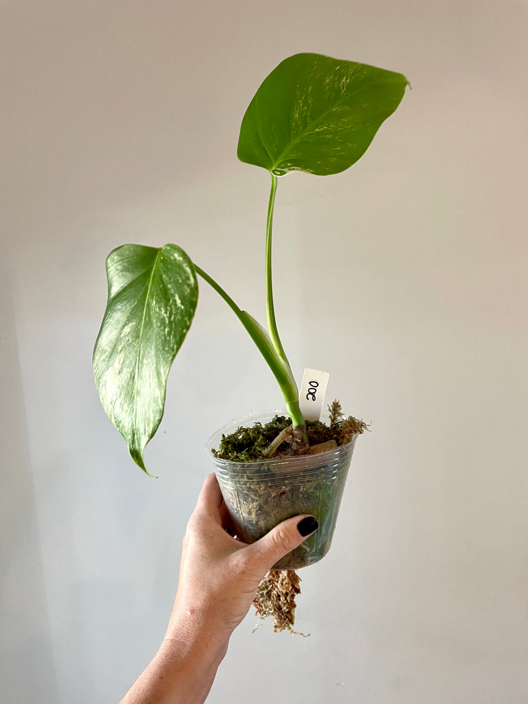 Lower variegation Variegated Monstera albo live plant