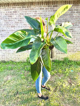 Load image into Gallery viewer, RARE FIND! Variegated Philodendron Hederaceum ‘Moonlight’ Live plant
