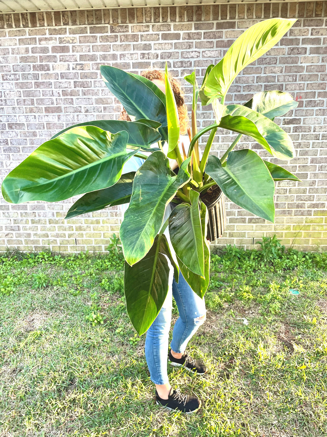 RARE FIND! Variegated Philodendron Hederaceum ‘Moonlight’ Live plant