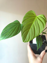 Load image into Gallery viewer, Philodendron Fuzzy petiole ‘A’ live plant
