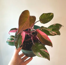 Load image into Gallery viewer, 6 inch Philodendron Pink Princess (PPP) &quot;A&quot;  live plant
