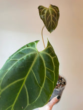 Load image into Gallery viewer, Anthurium Besseae Aff. live plant
