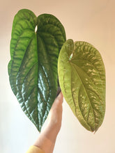 Load image into Gallery viewer, Large 4 inch Anthurium Radicans x Luxurians live plant
