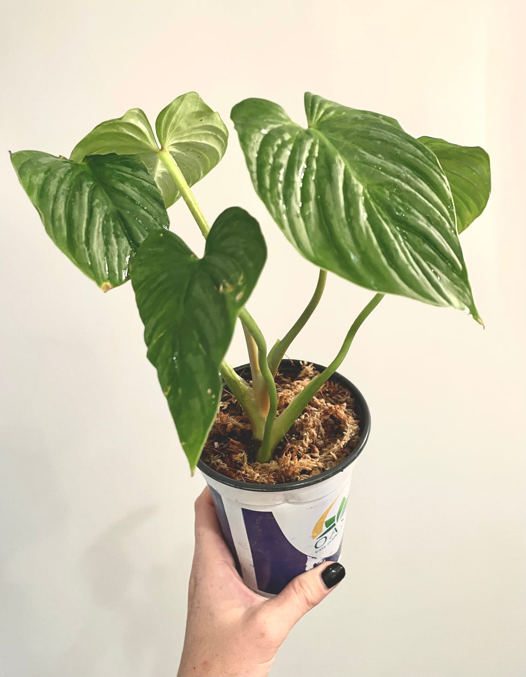 Philodendron plowmanii live plant