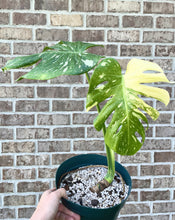 Load image into Gallery viewer, Thai constellation monstera live plant
