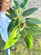 Load image into Gallery viewer, RARE FIND! Variegated Philodendron Hederaceum ‘Moonlight’ Live plant
