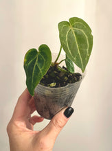 Load image into Gallery viewer, 3 inch Anthurium &#39;Hallows Dawn&#39; live plant
