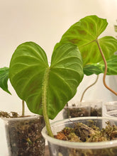 Load image into Gallery viewer, Philodendron verrucosum growers choice live plant
