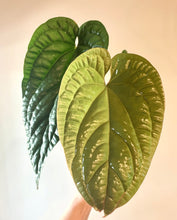 Load image into Gallery viewer, Large 4 inch Anthurium Radicans x Luxurians live plant
