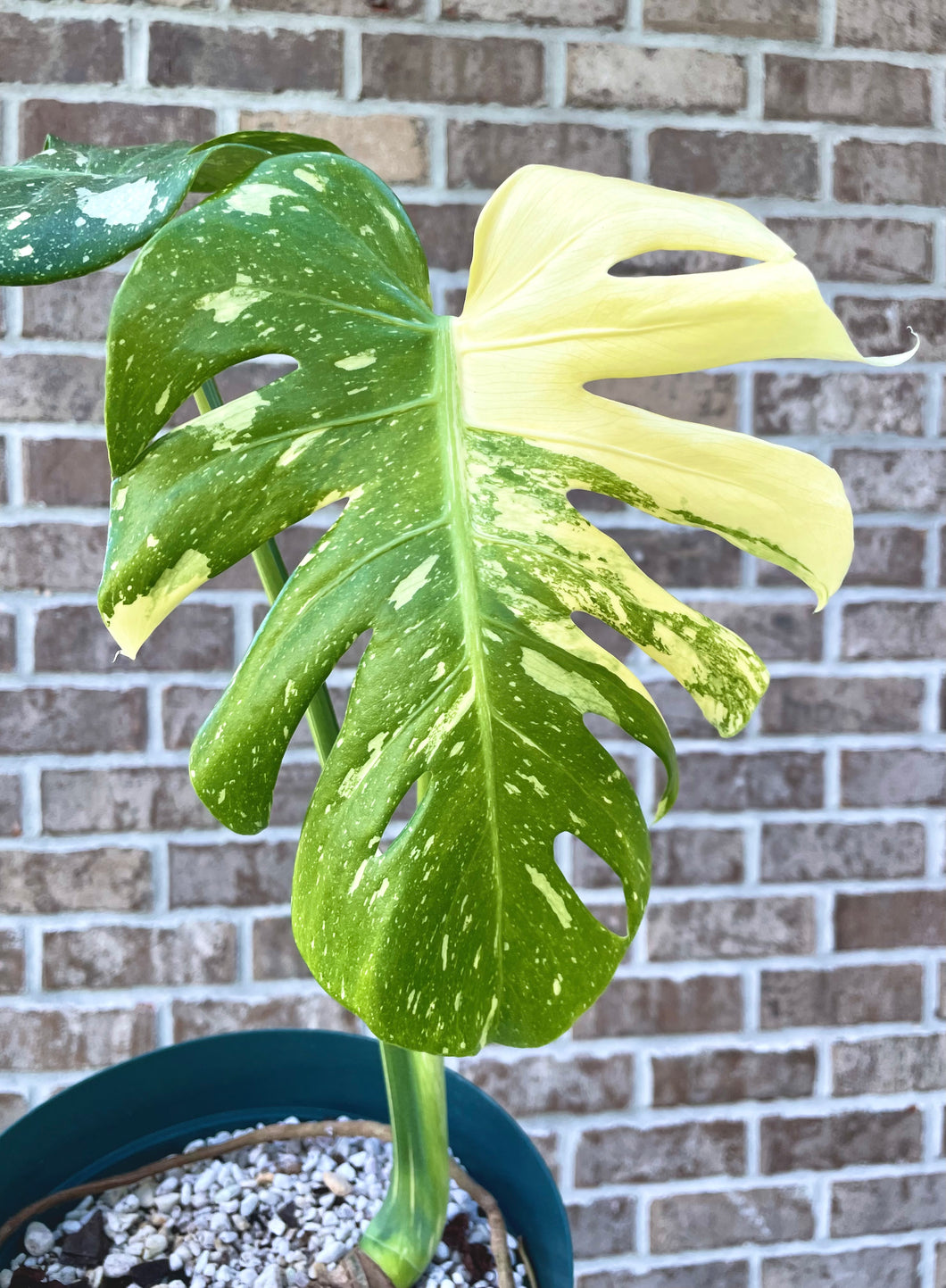 Thai constellation monstera live plant