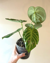 Load image into Gallery viewer, Anthurium &#39;Silver Bush&#39; live plant
