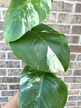 Load image into Gallery viewer, Variegated Monstera albo live plant
