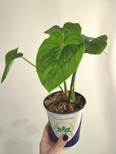 Load image into Gallery viewer, Philodendron plowmanii live plant
