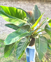 Load image into Gallery viewer, RARE FIND! Variegated Philodendron Hederaceum ‘Moonlight’ Live plant
