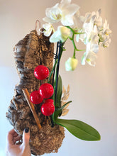 Load image into Gallery viewer, Holiday Phalaenopsis orchid hanging mount live plant
