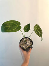 Load image into Gallery viewer, 3 inch Mystery anthurium live plant
