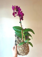 Load image into Gallery viewer, Purple dendrobium  orchid hanging mount live plant
