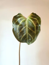 Load image into Gallery viewer, Anthurium Besseae Aff. live plant
