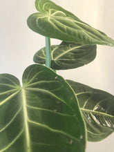 Load image into Gallery viewer, Anthurium Villenaorum live plant
