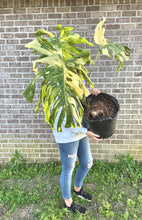 Load image into Gallery viewer, XL Thai constellation monstera live plant “G”
