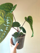 Load image into Gallery viewer, Large 4 inch Anthurium Radicans x Luxurians live plant
