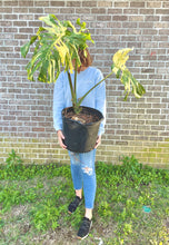 Load image into Gallery viewer, XL Thai constellation monstera live plant “G”
