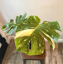 Load image into Gallery viewer, Variegated Monstera thai constellation live plant
