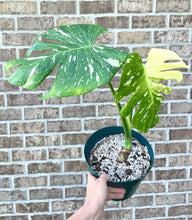 Load image into Gallery viewer, Thai constellation monstera live plant
