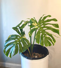 Load image into Gallery viewer, Variegated Monstera thai constellation live plant
